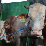 Semangat Berbagi di Hari Raya Idul Adha 1446 H: Yayasan Miraj Mulia Salurkan Qurban untuk Anak Yatim dan Dhuafa